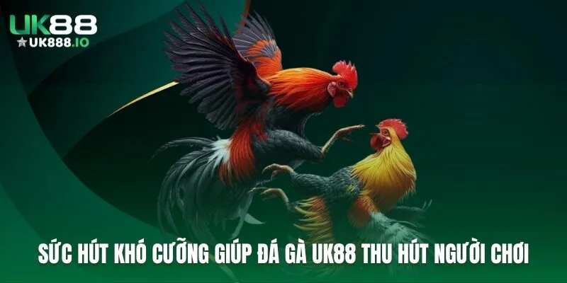 Sức hút khó cưỡng giúp đá gà UK88 thu hút người chơi