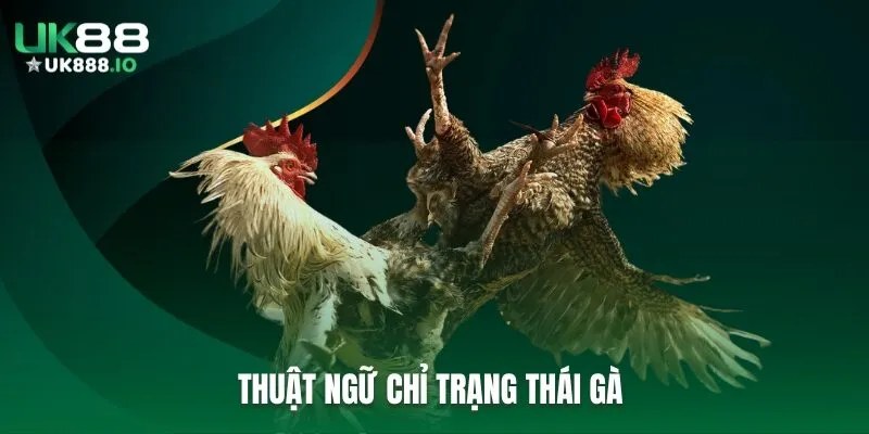 Thuật ngữ chỉ trạng thái gà