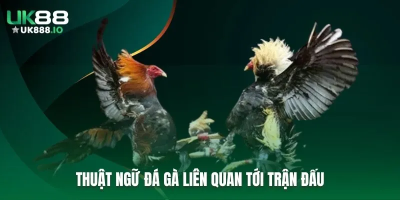 Thuật ngữ đá gà liên quan tới trận đấu
