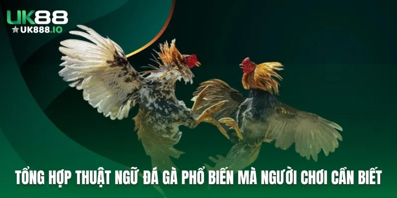 Tổng Hợp Thuật Ngữ Đá Gà Phổ Biến Mà Người Chơi Cần Biết